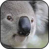 Koala bear wallpapers