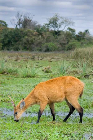 Deer Wallpapers HD Screenshot 0