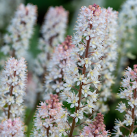 Foamflower Wallpaper