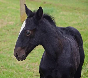 Black horse wallpapers Screenshot 1