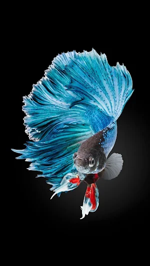 Betta Fish Wallpaper Screenshot 0