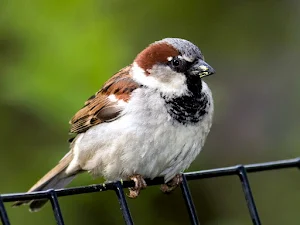 Sparrow Bird Screenshot 0