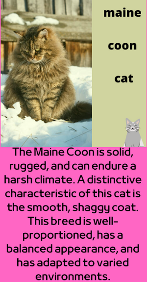 maine coon cat Screenshot 0