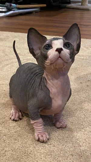 Sphynx Wallpapers Screenshot 0