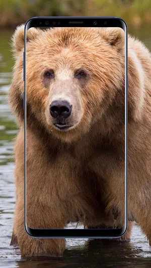 Polar Bear Wallpapers Screenshot 1