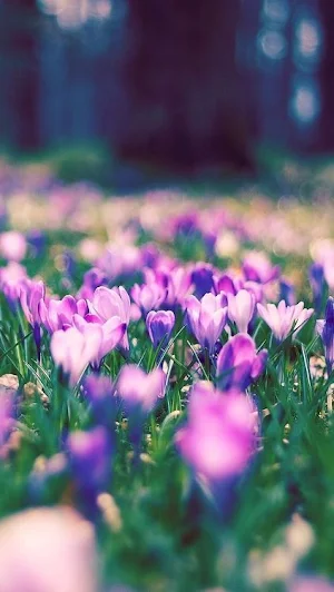 Spring Wallpapers 2022 Screenshot 0