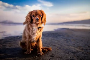 Cute dogs wallpapers Screenshot 2