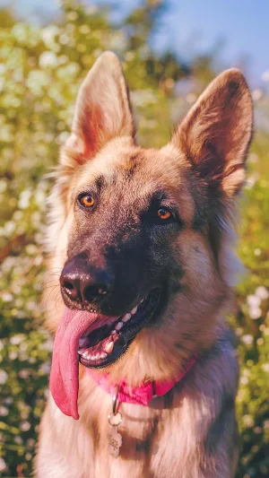 German Shepherd Wallpapers Screenshot 3