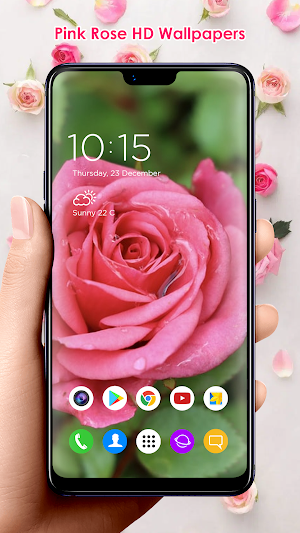 Pink Rose HD Wallpapers Screenshot 3