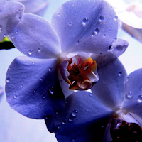 Orchid Wallpapers