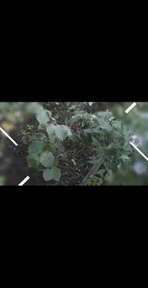 Food Forest TV Screenshot 1