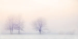 Tree wallpapers Screenshot 2