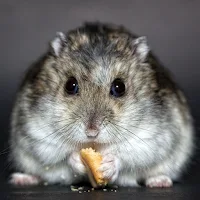 Rat Sounds