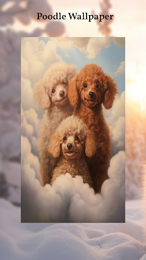 Poodle Wallpapers Screenshot 2