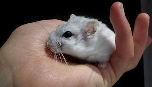 Hamster wallpapers Screenshot 2
