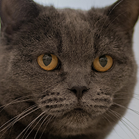 My Animated Pet: talking cat