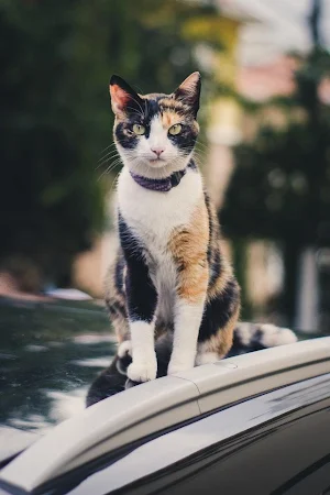 Lindos Gatitos😍Cat HD Wallpaper Screenshot 0