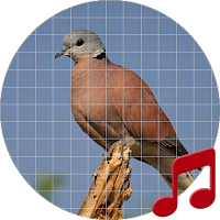 Red Turtle Dove Sounds ~ Sboar