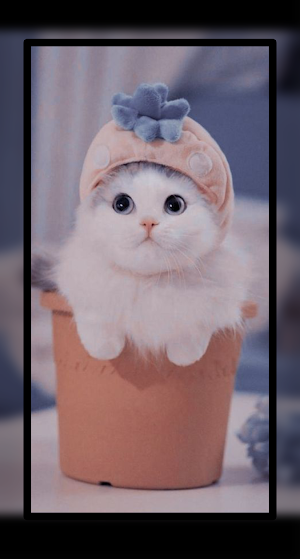 Baby Cat Wallpaper Cute HD Screenshot 1