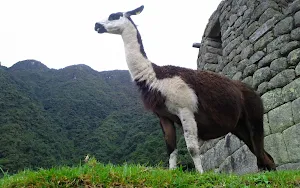 Alpaca Wallpapers Screenshot 2