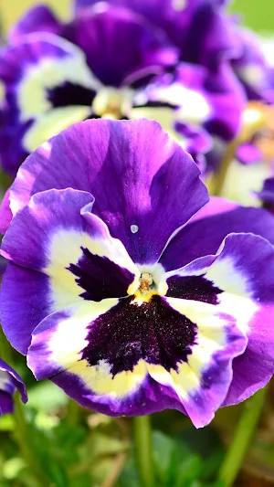 Pansy Wallpapers Screenshot 0