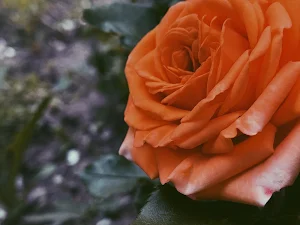 Orange Rose Wallpapers Screenshot 0