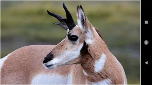 Stunning Deer Wallpapers Screenshot 0