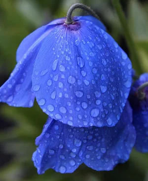 Himalayan Poppy Wallpapers Screenshot 2