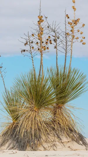 Yucca Wallpaper Screenshot 2
