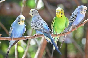budgie Bird Wallpapers Screenshot 1
