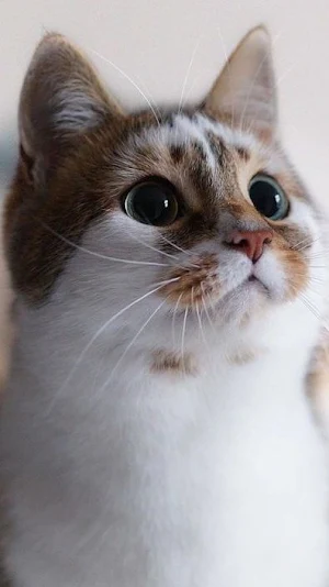 Cute Cat Wallpapers HD Screenshot 3