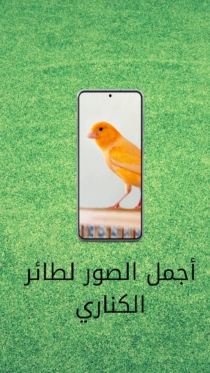 اجمل صوت تغريد كناري Screenshot 2