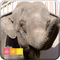 i 動物園　池田動物園