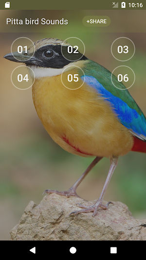 Pitta bird soundboard Screenshot 0