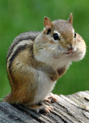 Chipmunk Sounds ~ Sboard.pro Screenshot 0