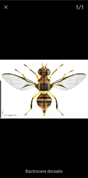 Key selected fruitflies Africa Screenshot 3