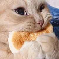 Cute Cats Stickers WhatsApp TG