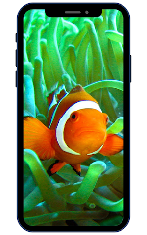 Clownfish Wallpaper HD Screenshot 1