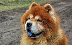 Chow Chow Wallpapers Screenshot 2