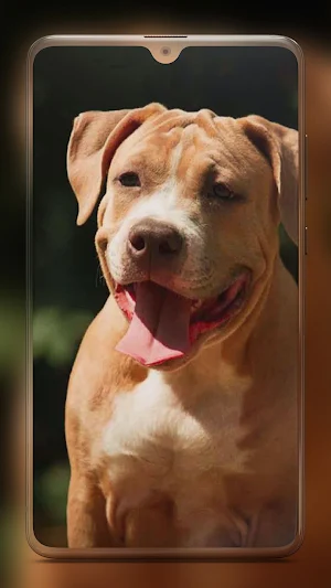 Pitbull Dog Wallpaper HD Screenshot 1