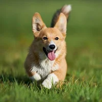 corgi wallpaper