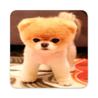 Cute Pomeranian Wallpapers