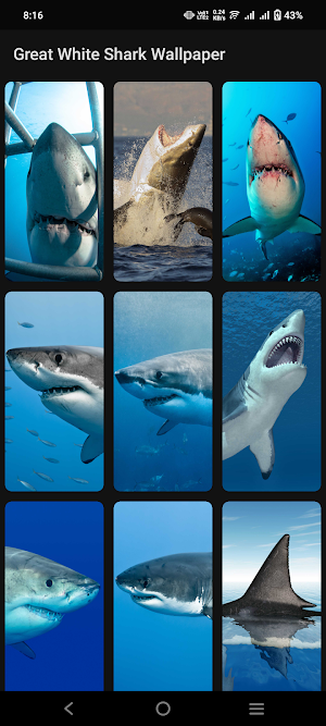 Great White Shark Wallpaper Screenshot 1