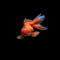fish wallpaper خلفيات اسماك HD