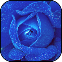 Blue roses wallpapers