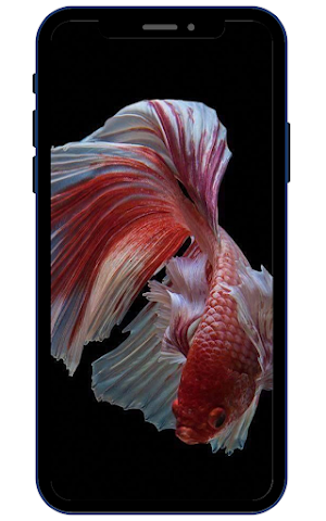 Goldfish Wallpapers Screenshot 3
