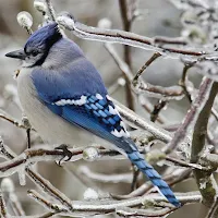Blue Jay Bird Wallpaper HD