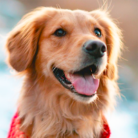 Dog wallpapers