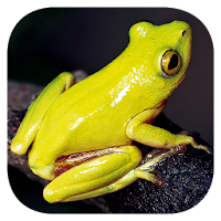 Frogs of Southern Africa