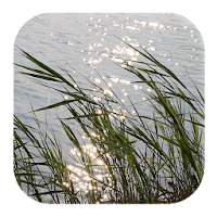 Wind Sounds